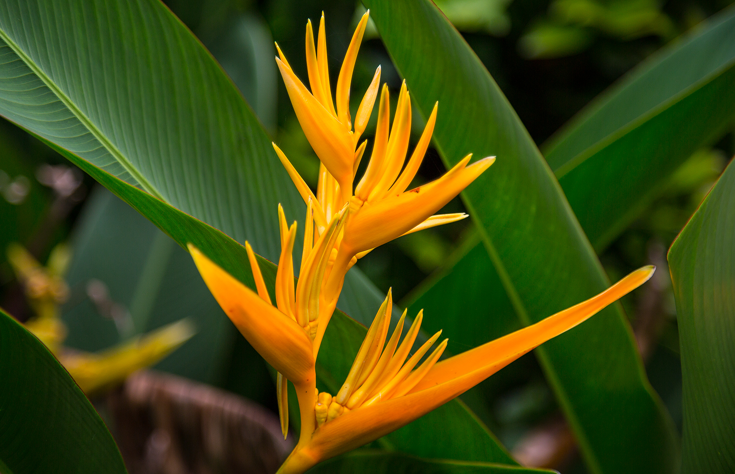A single flower in soft light.