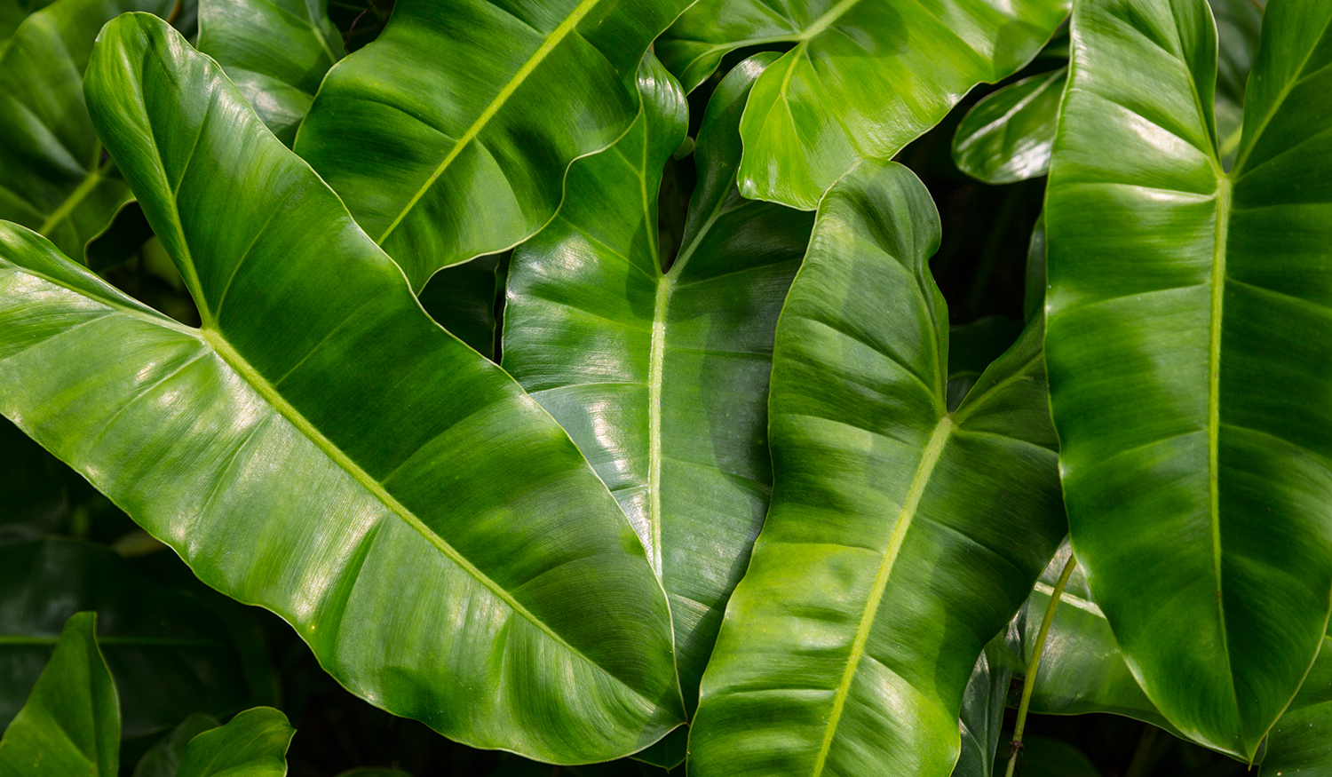 Palm leaves against sky.